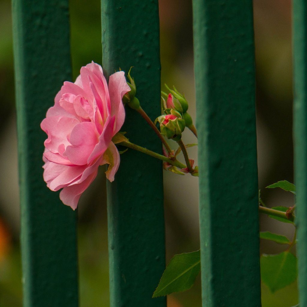 Обои цветок, роза, лепестки, забор, flower, rose, petals, the fence разрешение 1920x1200 Загрузить