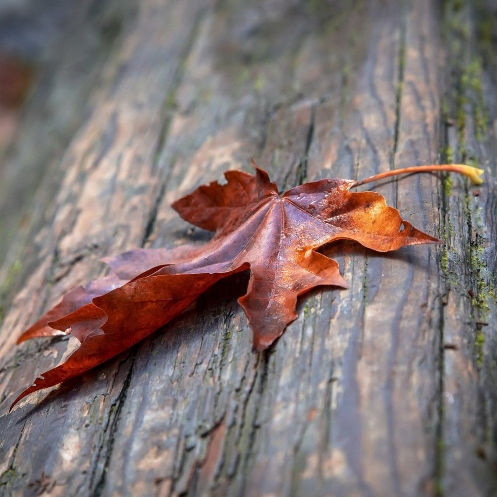 Обои макро, осень, лист, кленовый лист, macro, autumn, sheet, maple leaf разрешение 1920x1200 Загрузить
