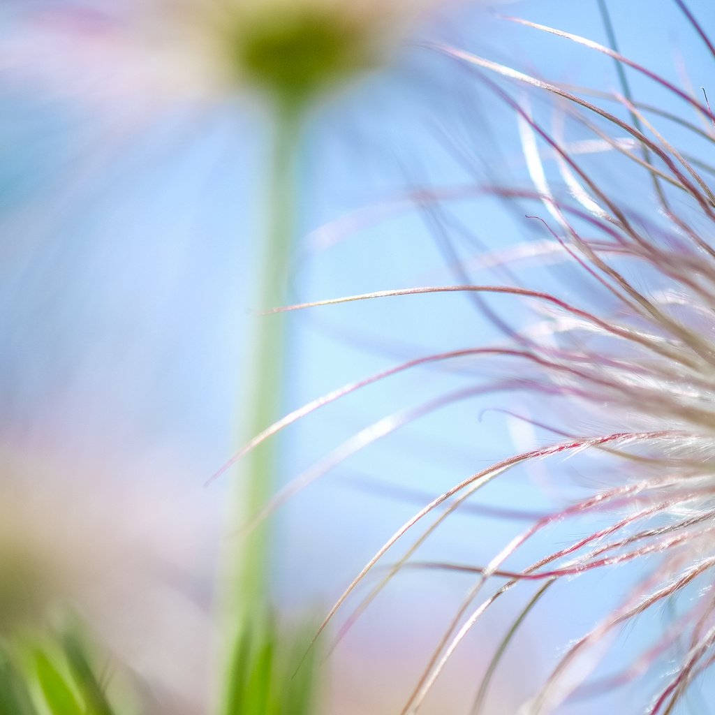 Обои природа, макро, цветок, боке, nature, macro, flower, bokeh разрешение 4896x2760 Загрузить