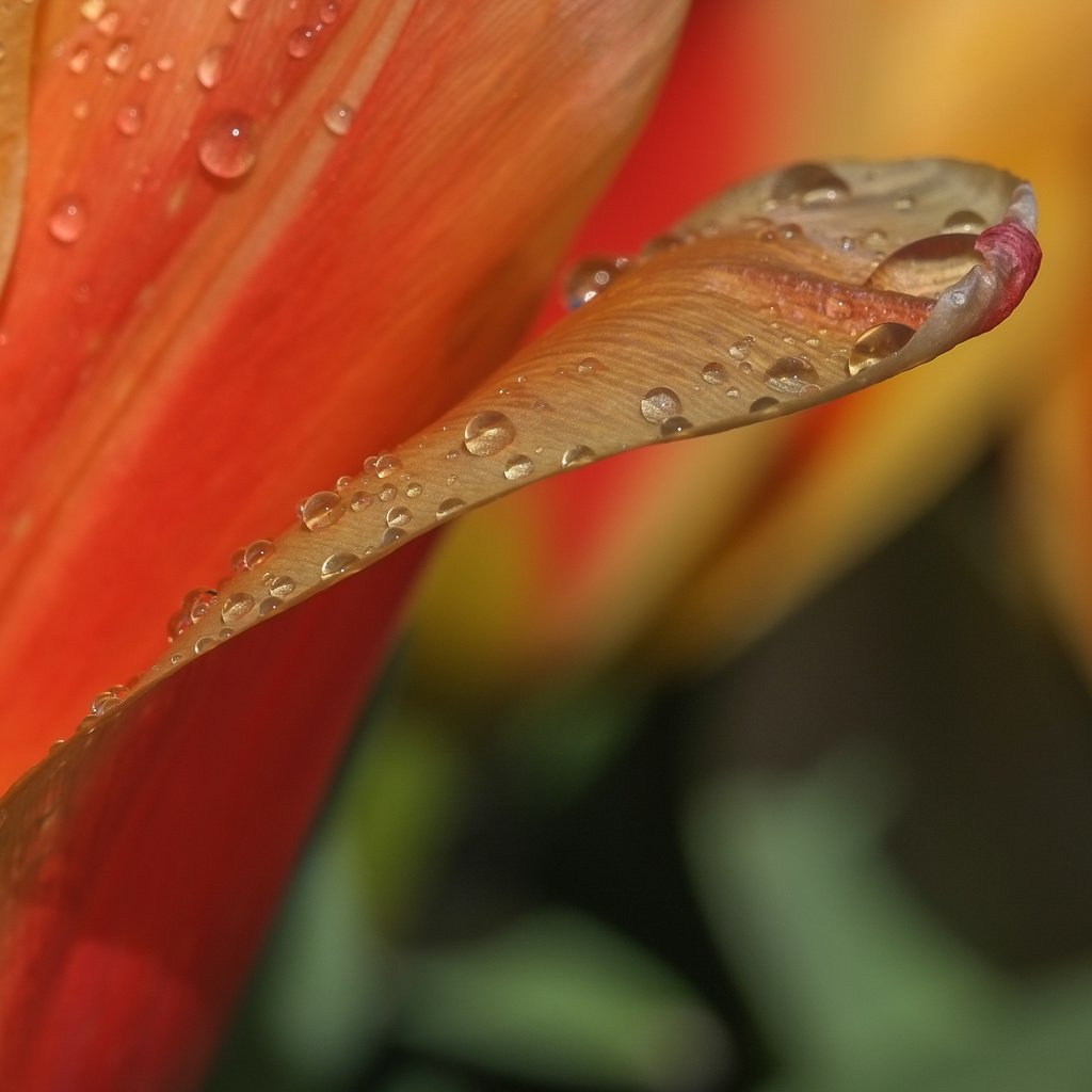 Обои макро, цветок, роса, капли, лепестки, тюльпан, macro, flower, rosa, drops, petals, tulip разрешение 2496x1664 Загрузить