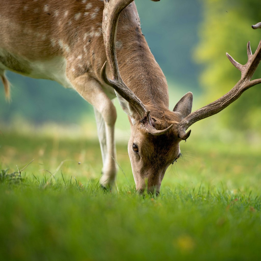 Обои трава, природа, олень, животные, лето, рога, grass, nature, deer, animals, summer, horns разрешение 2044x1362 Загрузить