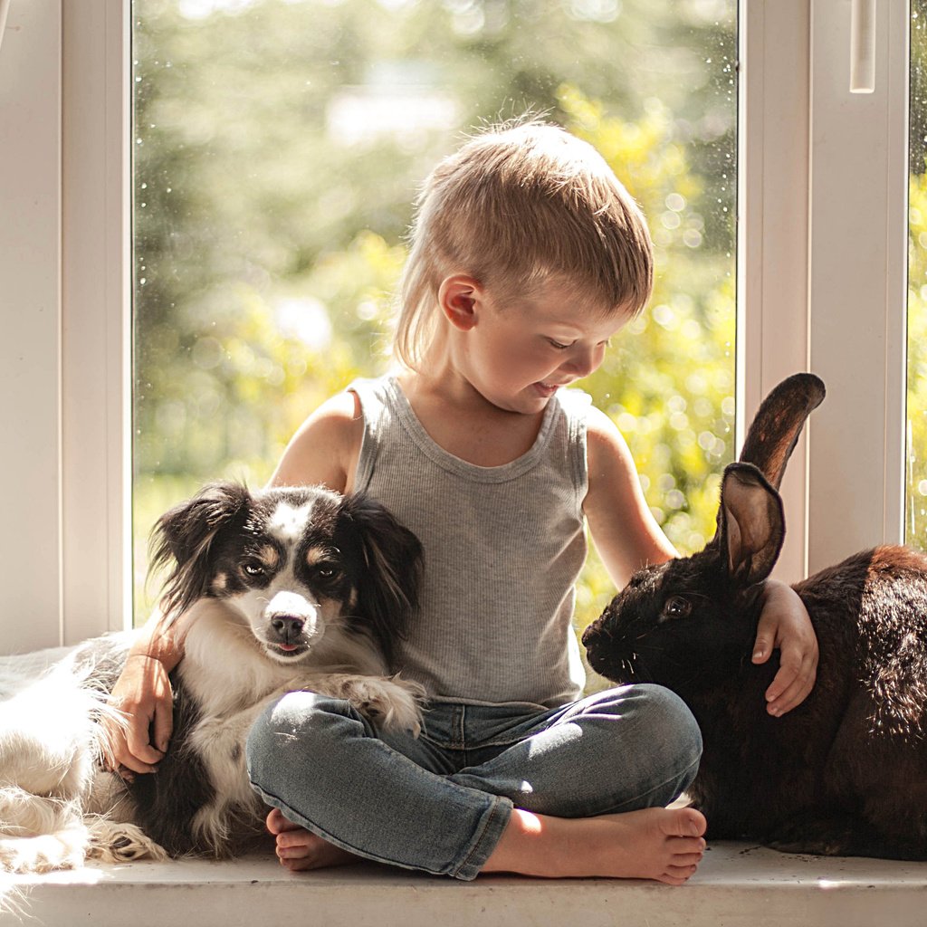 Обои животные, собака, ребенок, кролик, окно, мальчик, дружба, друзья, animals, dog, child, rabbit, window, boy, friendship, friends разрешение 3902x2521 Загрузить