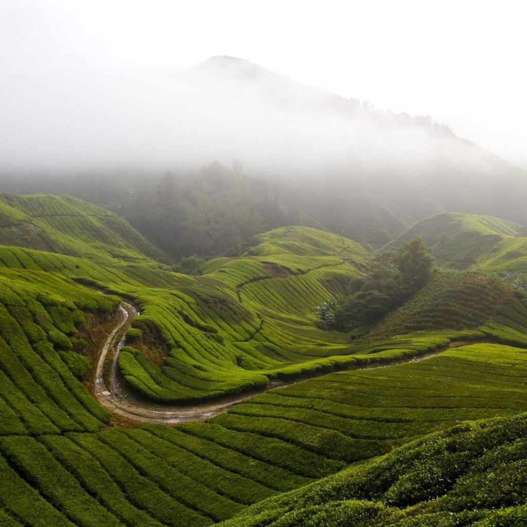 Обои трава, горы, холмы, природа, туман, малайзия, камерон-хайлендс, grass, mountains, hills, nature, fog, malaysia, cameron highlands разрешение 1920x1200 Загрузить