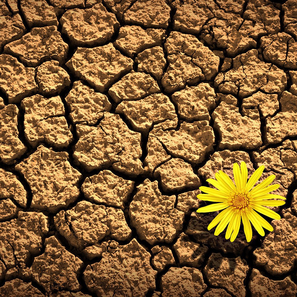 Обои земля, желтый, цветок, лепестки, трещины, засуха, earth, yellow, flower, petals, cracked, drought разрешение 1920x1080 Загрузить