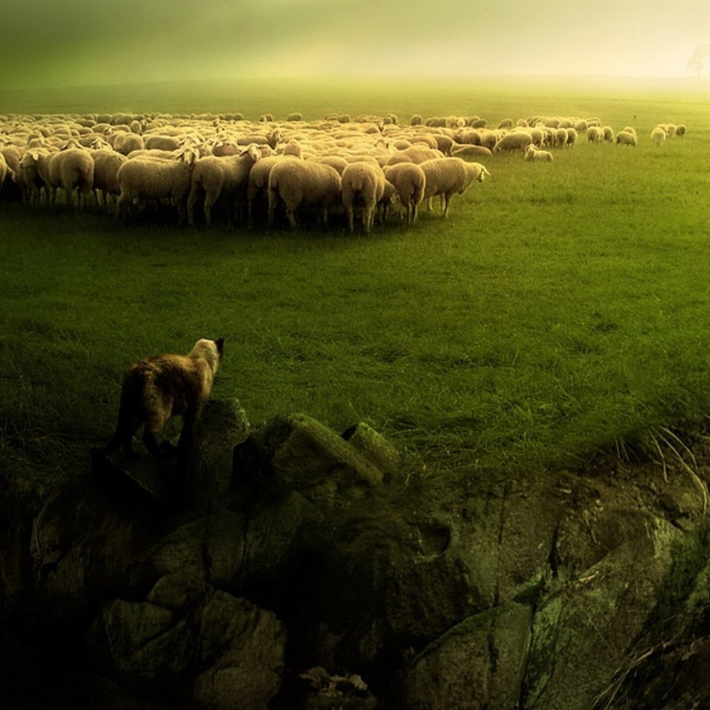 Обои зелень, пейзаж, собака, овцы, стадо, пастух, бараны, greens, landscape, dog, sheep, the herd, shepherd разрешение 1920x1080 Загрузить