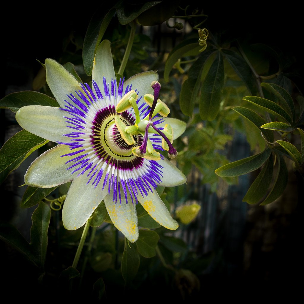 Обои цветок, черный фон, пассифлора, flower, black background, passionflower разрешение 5464x3525 Загрузить