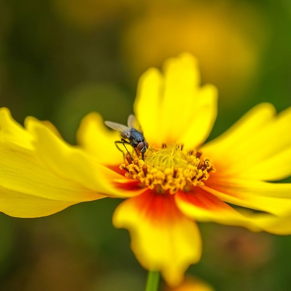 Обои насекомое, цветок, лепестки, муха, insect, flower, petals, fly разрешение 2496x1664 Загрузить