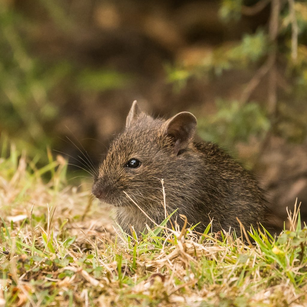 Обои трава, природа, мышь, животное, мышка, grass, nature, mouse, animal разрешение 2364x1576 Загрузить