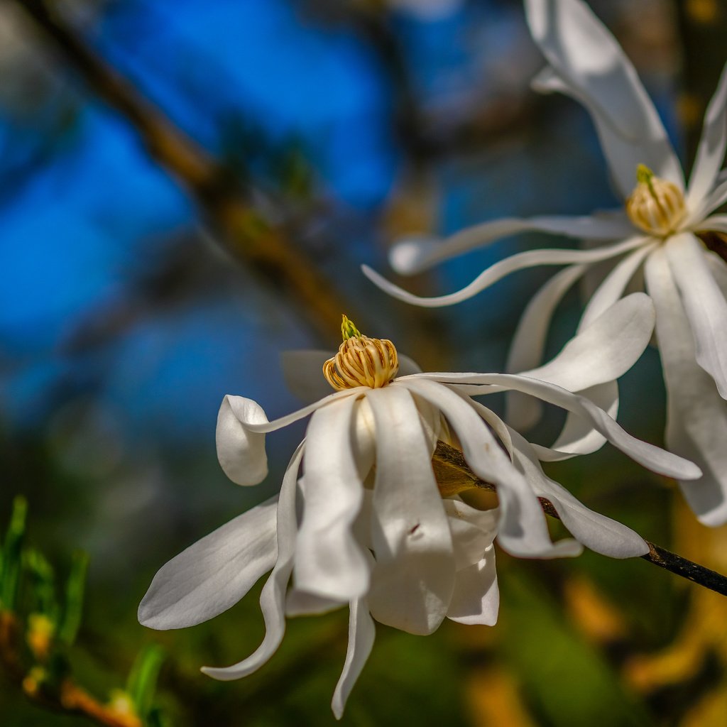 Обои цветы, цветение, весна, белые, магнолия, flowers, flowering, spring, white, magnolia разрешение 6000x4000 Загрузить