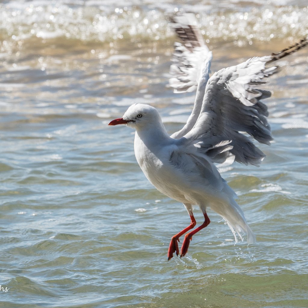 Обои вода, полет, крылья, чайка, птица, lynn griffiths, water, flight, wings, seagull, bird разрешение 3725x2483 Загрузить