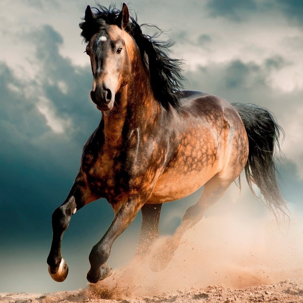 Обои лошадь, пустыня, конь, мустанг, скакун, horse, desert, mustang разрешение 1920x1337 Загрузить