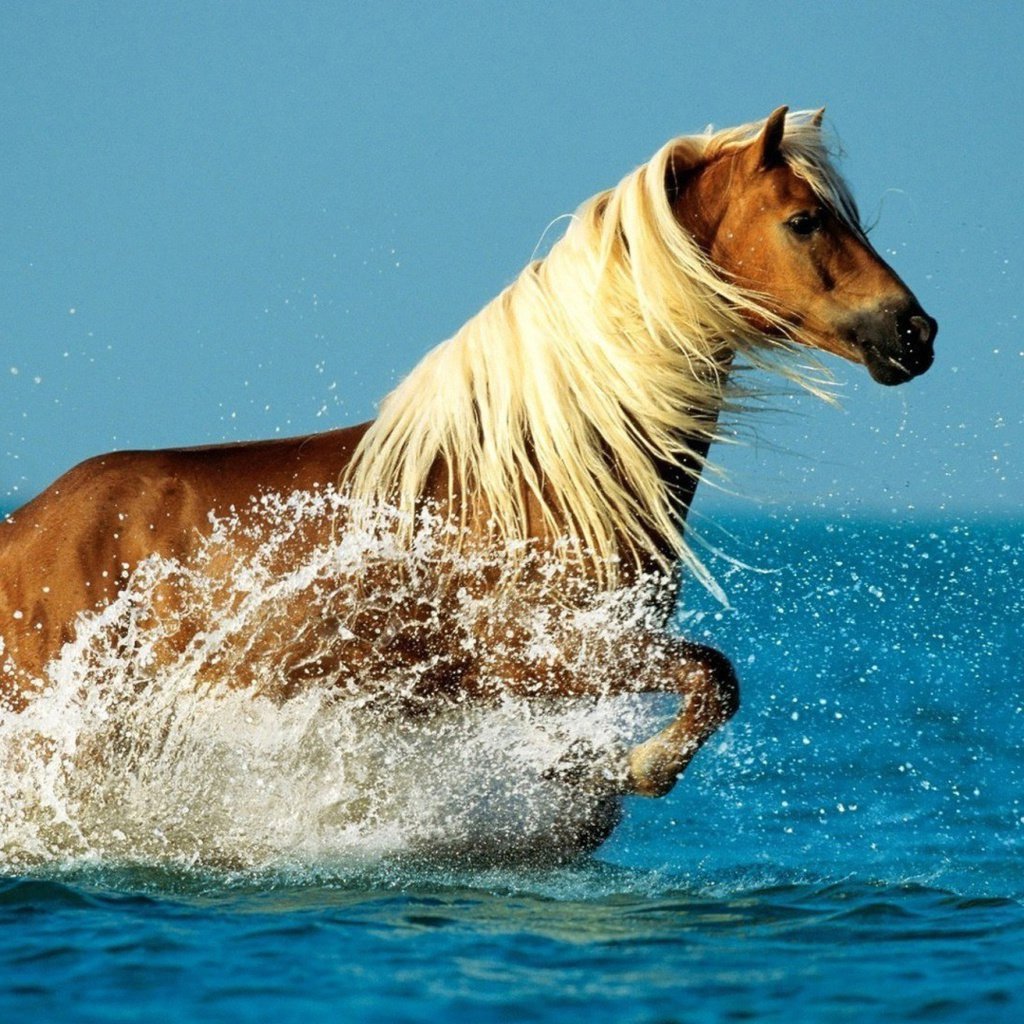 Обои лошадь, море, брызги, конь, грива, бег, horse, sea, squirt, mane, running разрешение 1920x1080 Загрузить