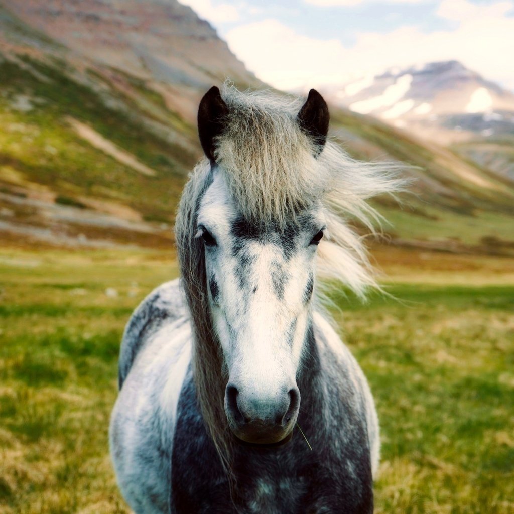 Обои лошадь, горы, пейзаж, долина, исландия, боке, horse, mountains, landscape, valley, iceland, bokeh разрешение 2000x1333 Загрузить