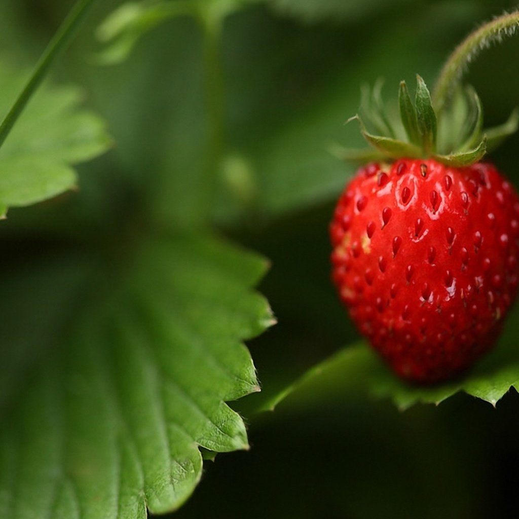 Обои трава, природа, лес, листья, макро, лето, ягода, земляника, grass, nature, forest, leaves, macro, summer, berry, strawberries разрешение 1920x1200 Загрузить