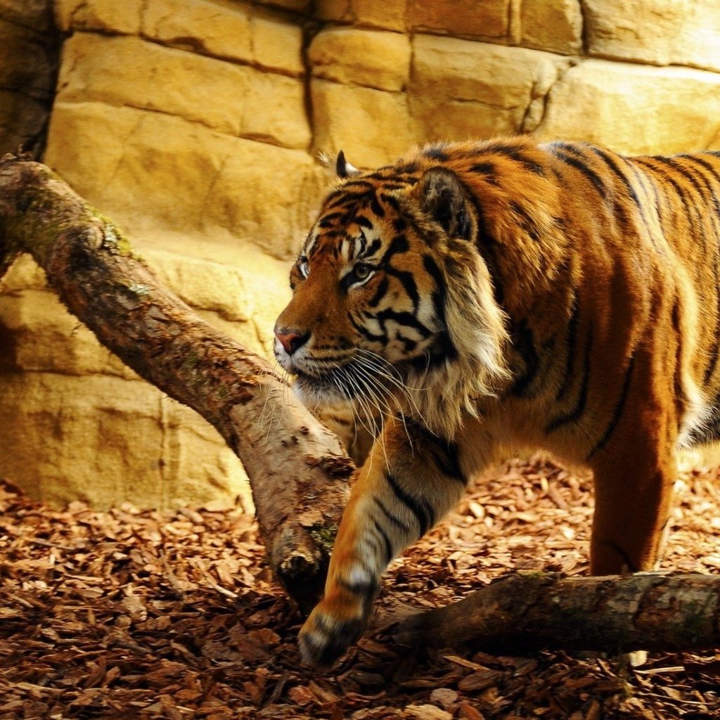 Обои тигр, морда, взгляд, хищник, дикая кошка, солнечный свет, tiger, face, look, predator, wild cat, sunlight разрешение 1920x1080 Загрузить