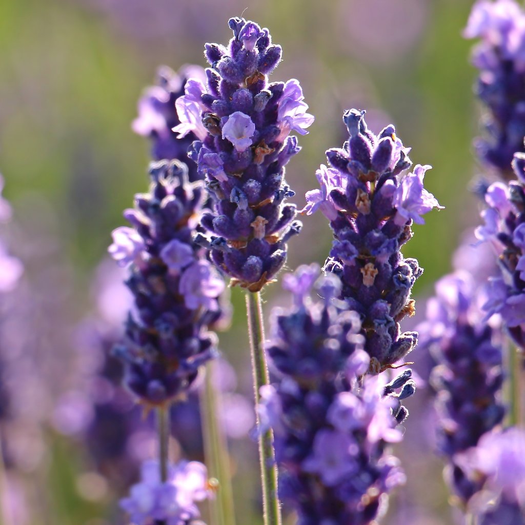 Обои цветы, макро, лаванда, flowers, macro, lavender разрешение 5184x3182 Загрузить