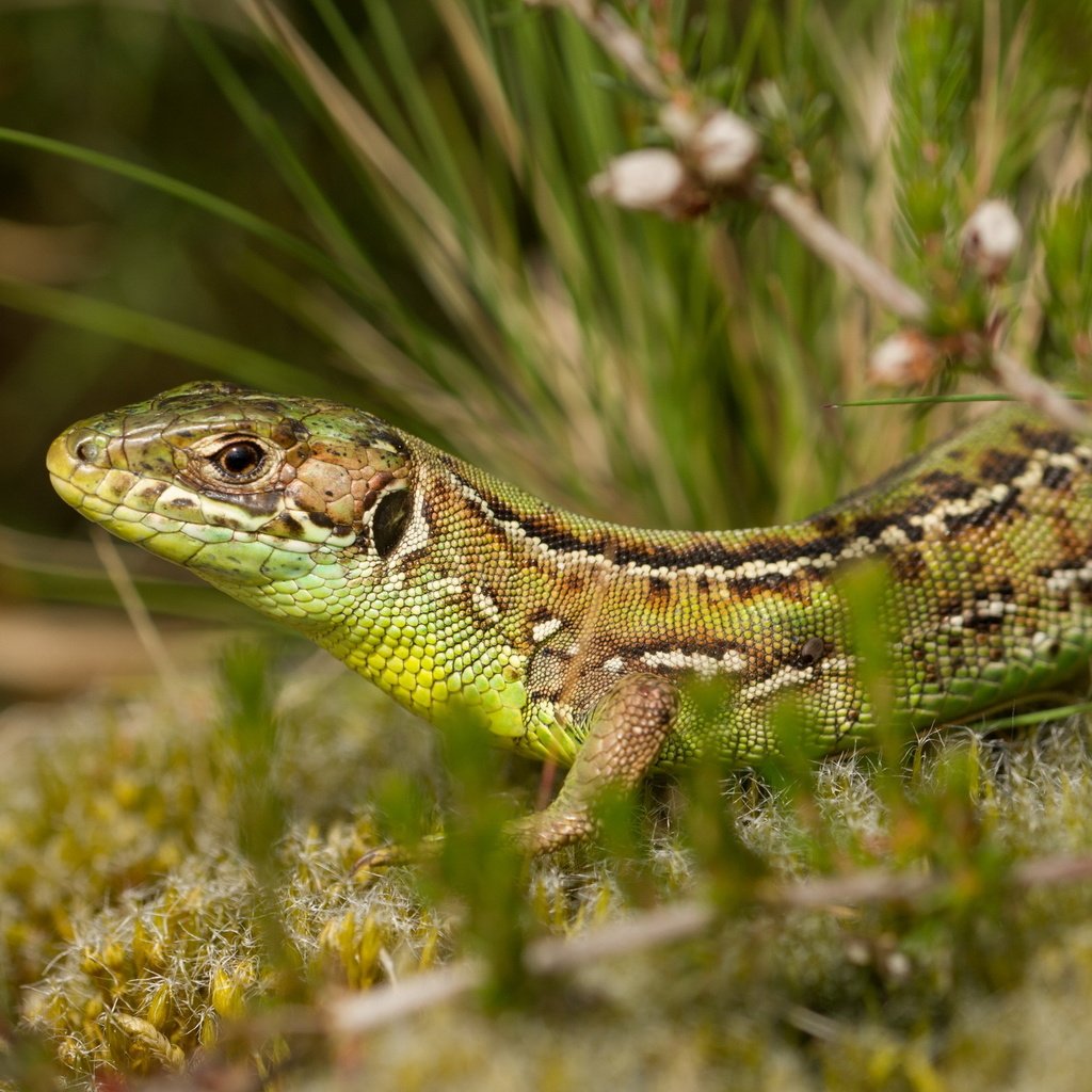 Обои природа, растения, фон, ящерица, рептилия, nature, plants, background, lizard, reptile разрешение 2560x1600 Загрузить