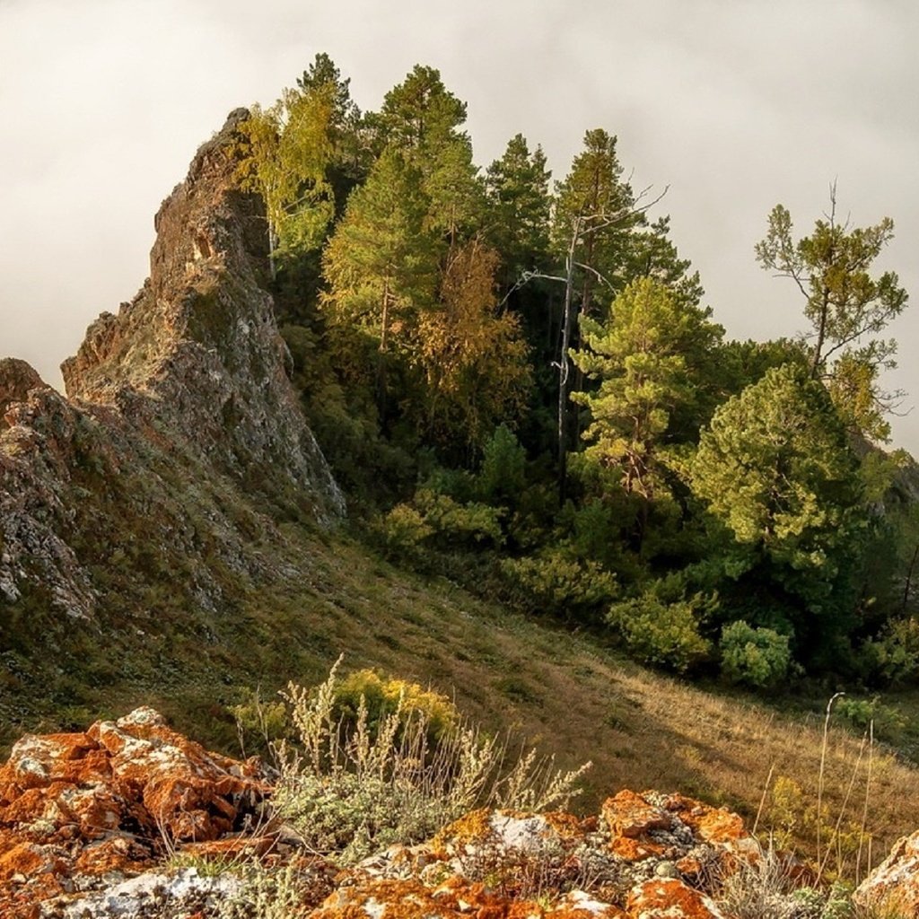 Обои деревья, горы, склон, горный хребет, хребет, марина фомина, trees, mountains, slope, mountain range, ridge, marina fomina разрешение 1920x1213 Загрузить