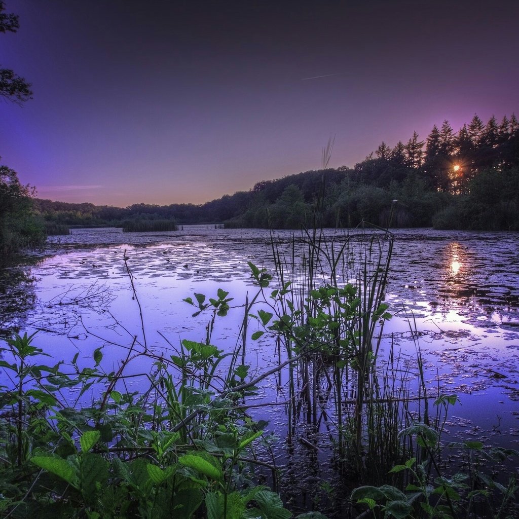 Обои трава, озеро, природа, лес, закат, grass, lake, nature, forest, sunset разрешение 2048x1342 Загрузить