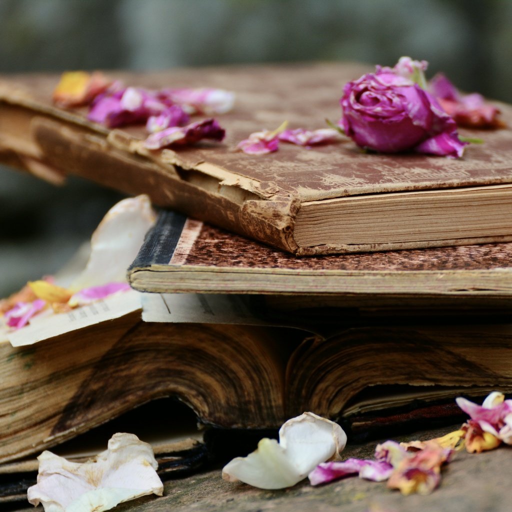 Обои цветы, розы, лепестки, книги, стопка, страницы, flowers, roses, petals, books, stack, page разрешение 6000x4000 Загрузить