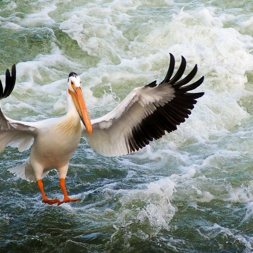 Обои вода, волны, крылья, птица, клюв, перья, пеликан, water, wave, wings, bird, beak, feathers, pelican разрешение 1920x1139 Загрузить