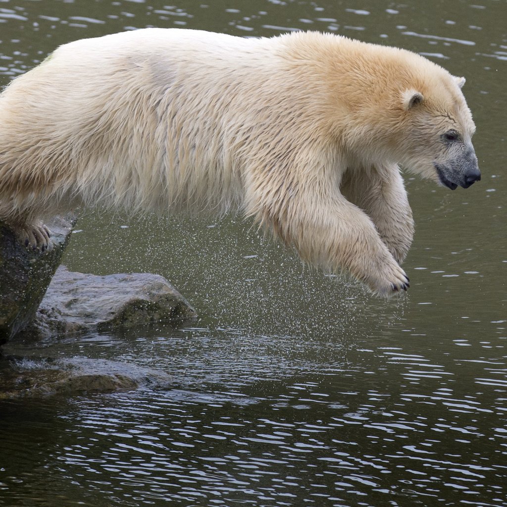 Обои вода, камни, медведь, прыжок, животное, белый медведь, water, stones, bear, jump, animal, polar bear разрешение 3600x2400 Загрузить