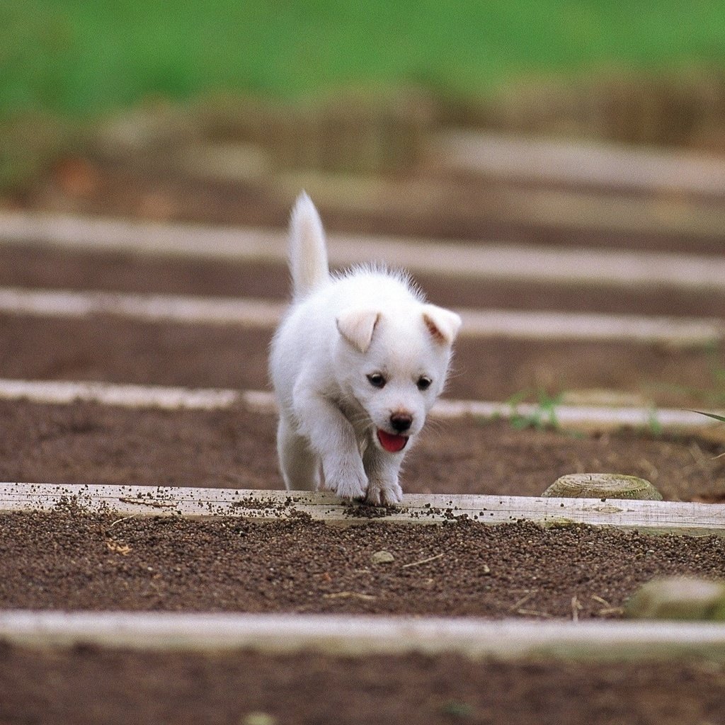 Обои белый, размытость, щенок, уши, язык, white, blur, puppy, ears, language разрешение 1920x1200 Загрузить