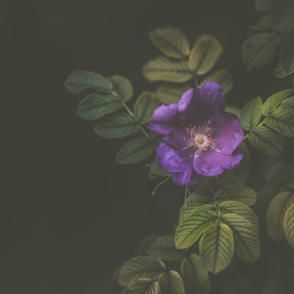 Обои цветок, лепестки, фиолетовый, куст, flower, petals, purple, bush разрешение 7360x4540 Загрузить