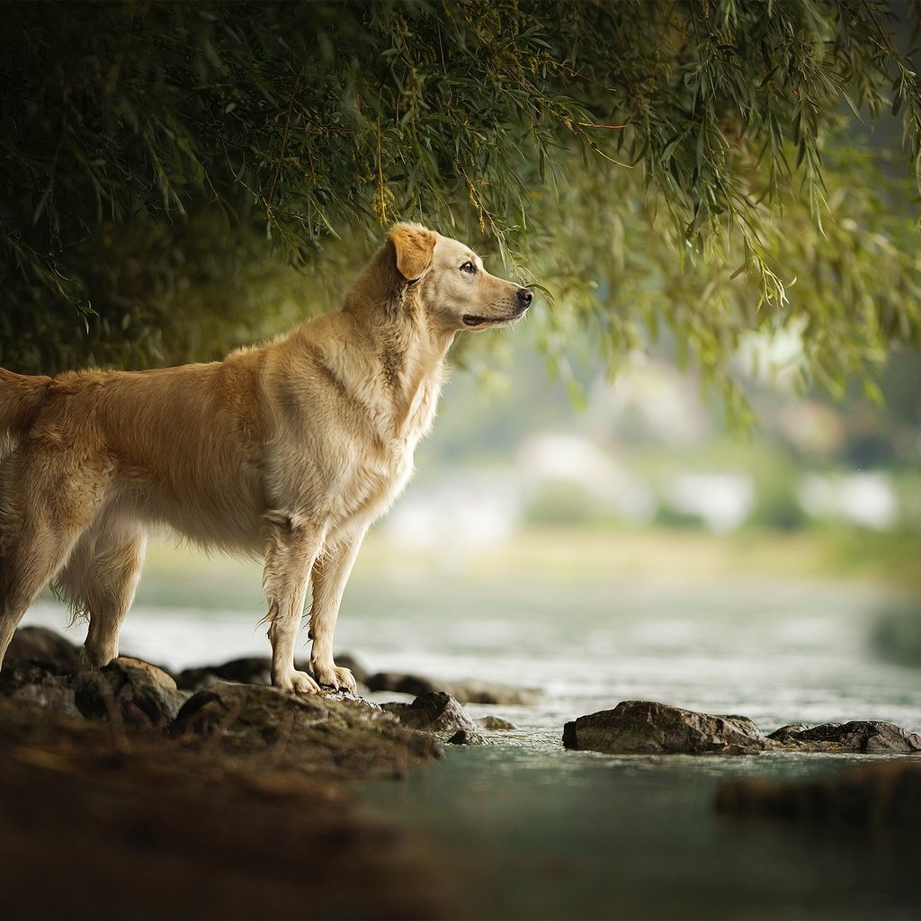 Обои река, камни, собака, течение, золотистый ретривер, amara, river, stones, dog, for, golden retriever разрешение 2048x1337 Загрузить