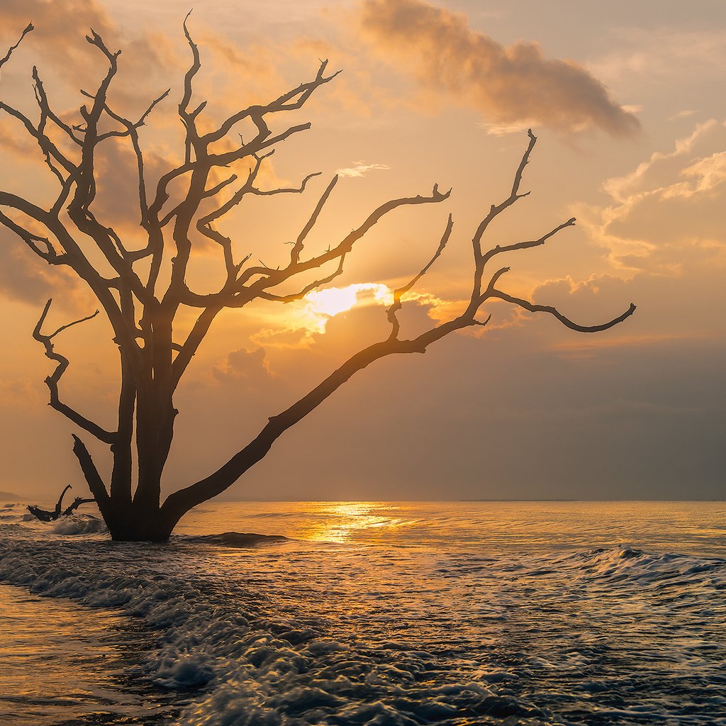 Обои природа, дерево, закат, море, океан, южная каролина, nature, tree, sunset, sea, the ocean, south carolina разрешение 2000x1335 Загрузить