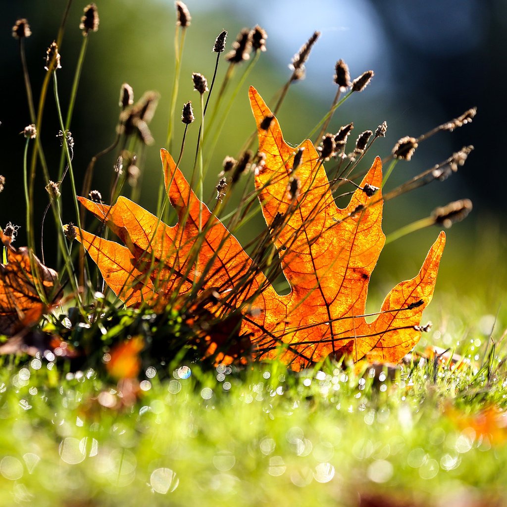 Обои трава, листья, макро, осень, grass, leaves, macro, autumn разрешение 1920x1200 Загрузить