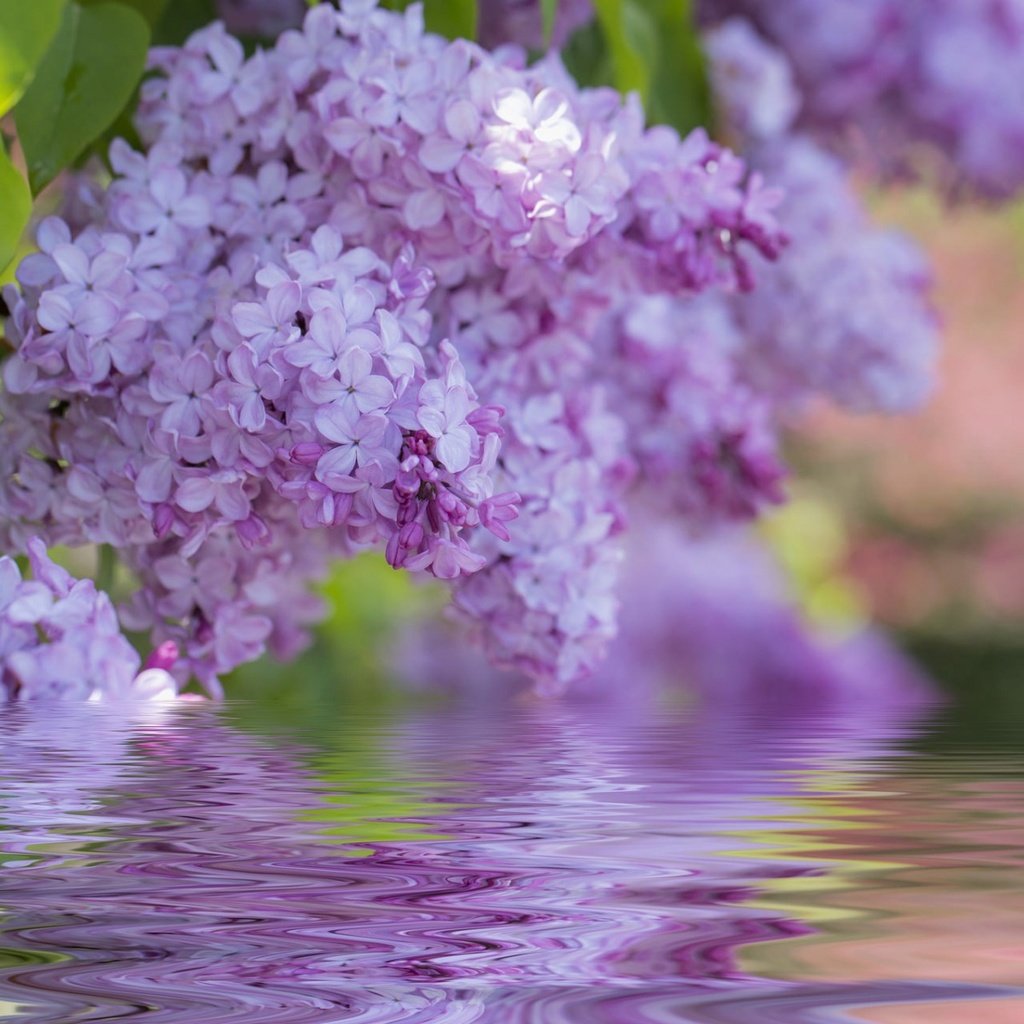 Обои цветы, цветение, весна, сирень, flowers, flowering, spring, lilac разрешение 1920x1200 Загрузить