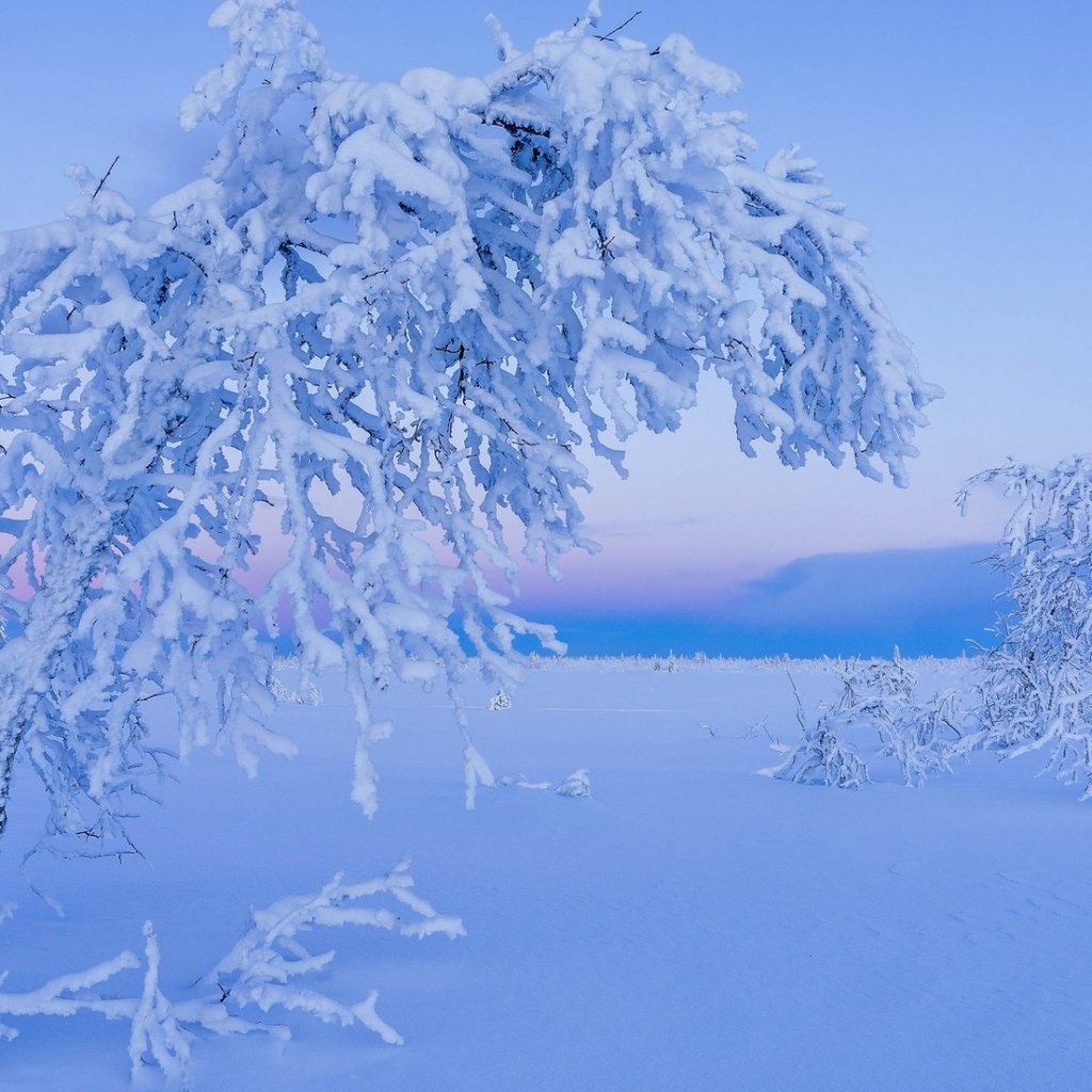 Обои деревья, снег, природа, зима, иней, лапландия, trees, snow, nature, winter, frost, lapland разрешение 1920x1200 Загрузить