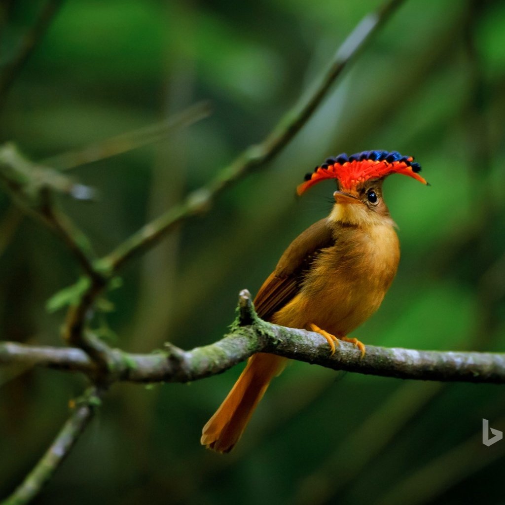 Обои ветки, птица, клюв, перья, мухоловка, королевская мухоловка, branches, bird, beak, feathers, flycatcher, royal flycatcher разрешение 1920x1200 Загрузить