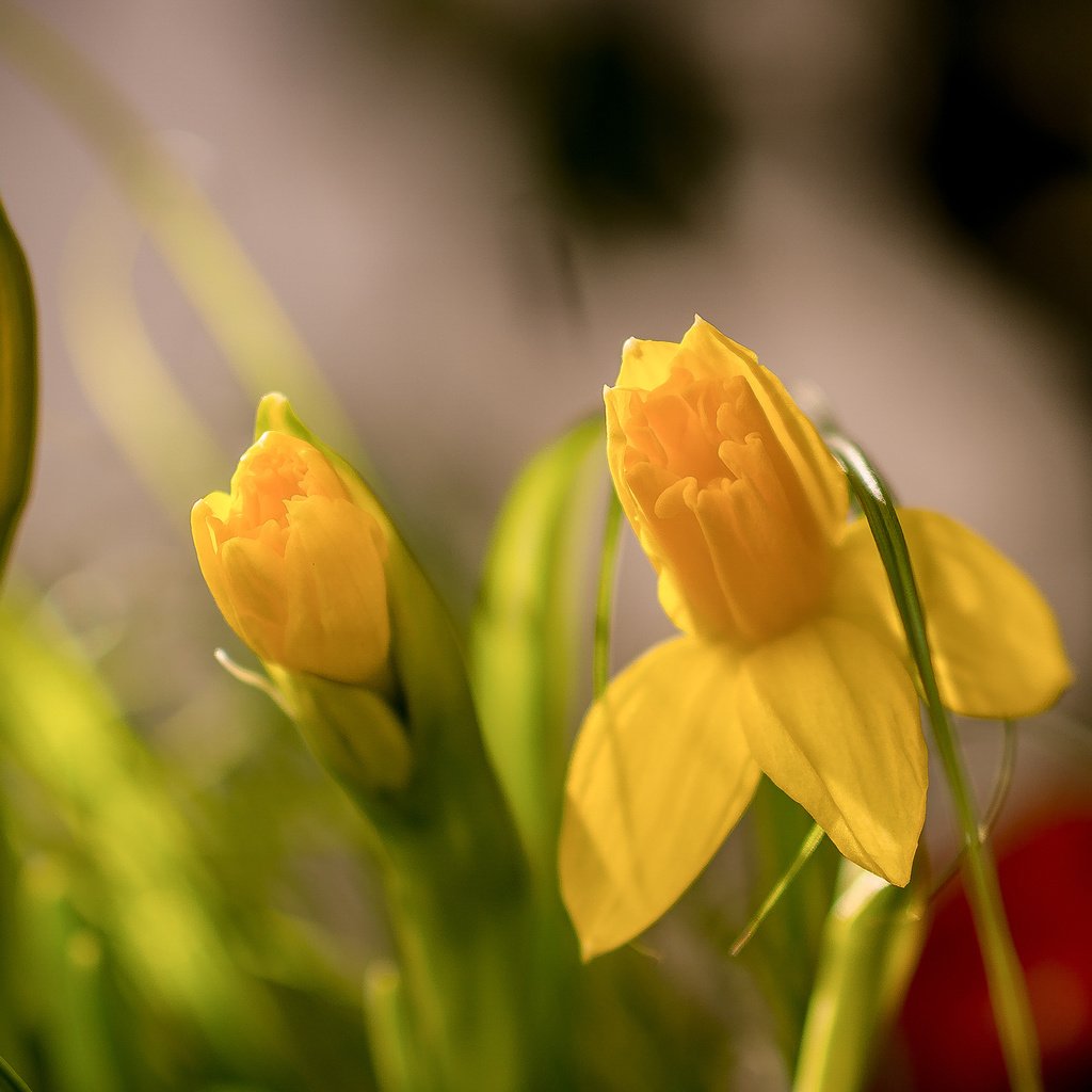 Обои цветы, бутоны, макро, весна, нарциссы, боке, flowers, buds, macro, spring, daffodils, bokeh разрешение 2048x1418 Загрузить