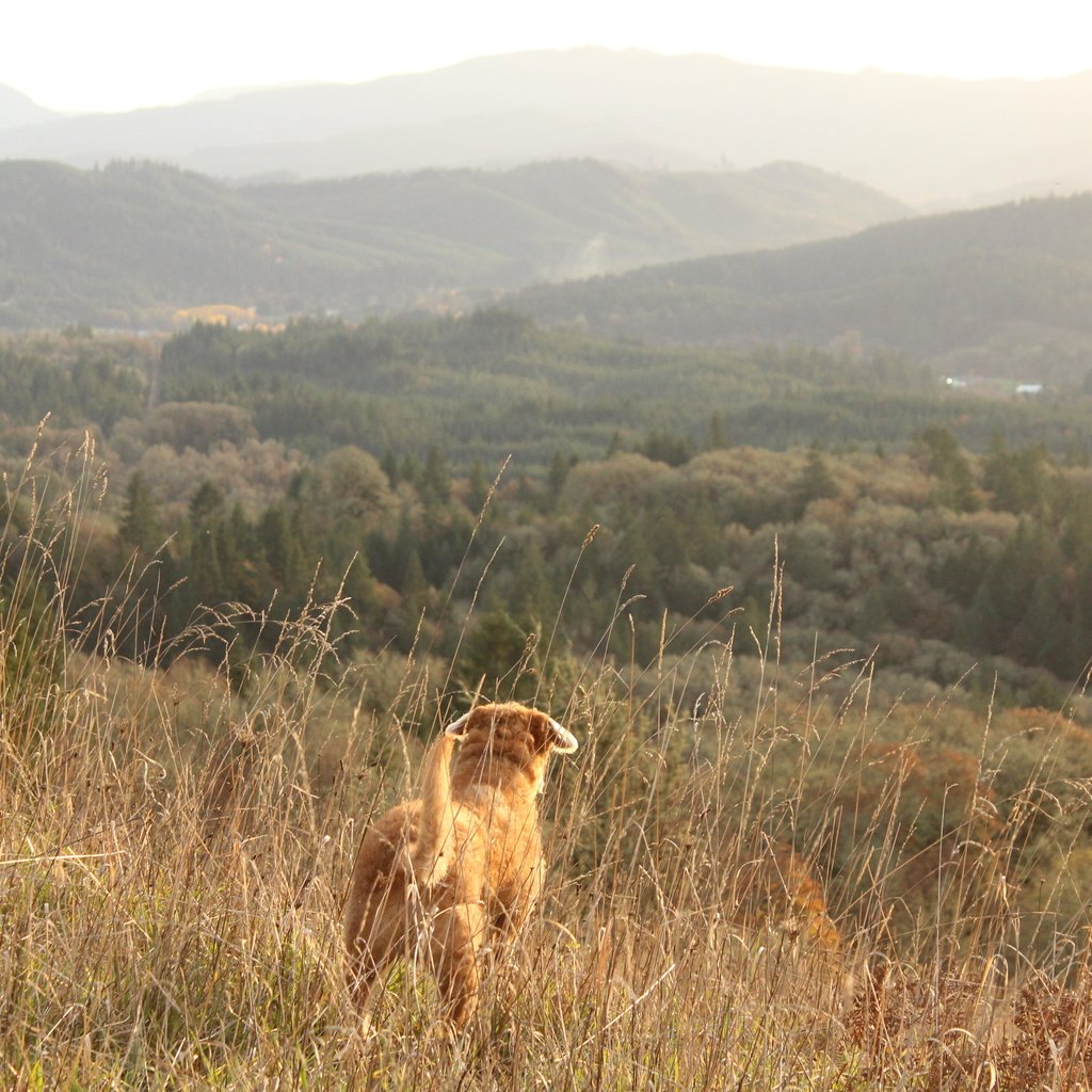 Обои трава, горы, пейзаж, собака, сосны, хвост, grass, mountains, landscape, dog, pine, tail разрешение 5184x3456 Загрузить