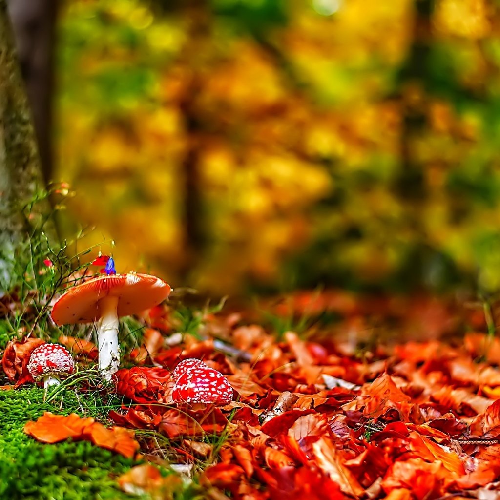 Обои природа, лес, листья, осень, грибы, мухоморы, nature, forest, leaves, autumn, mushrooms, amanita разрешение 2048x1360 Загрузить