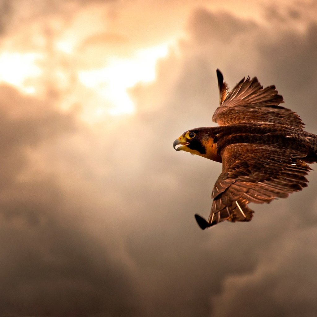 Обои небо, облака, полет, крылья, птица, пасмурно, ястреб, the sky, clouds, flight, wings, bird, overcast, hawk разрешение 1920x1080 Загрузить