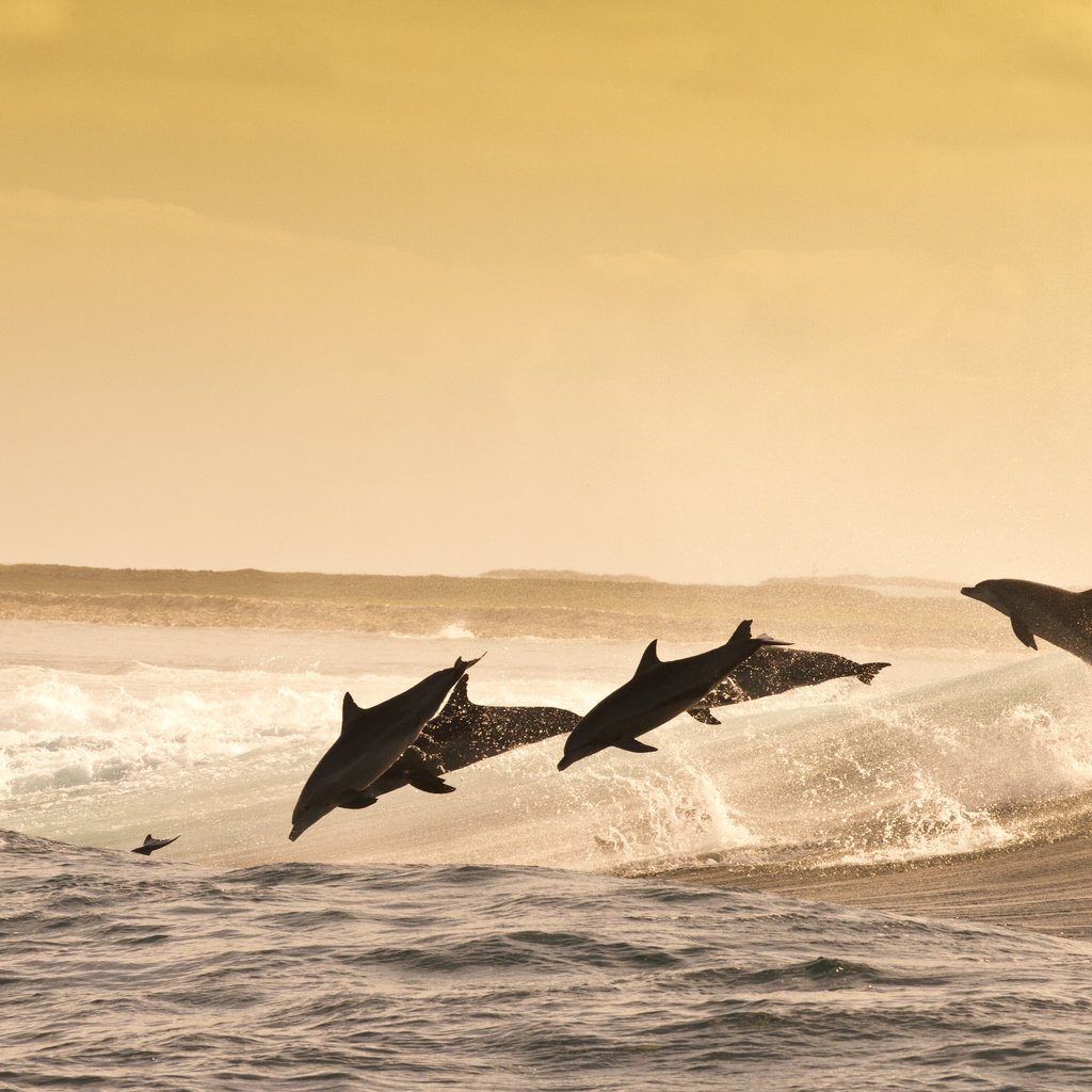 Обои море, животные, прыжок, океан, дельфины, sea, animals, jump, the ocean, dolphins разрешение 5375x3411 Загрузить