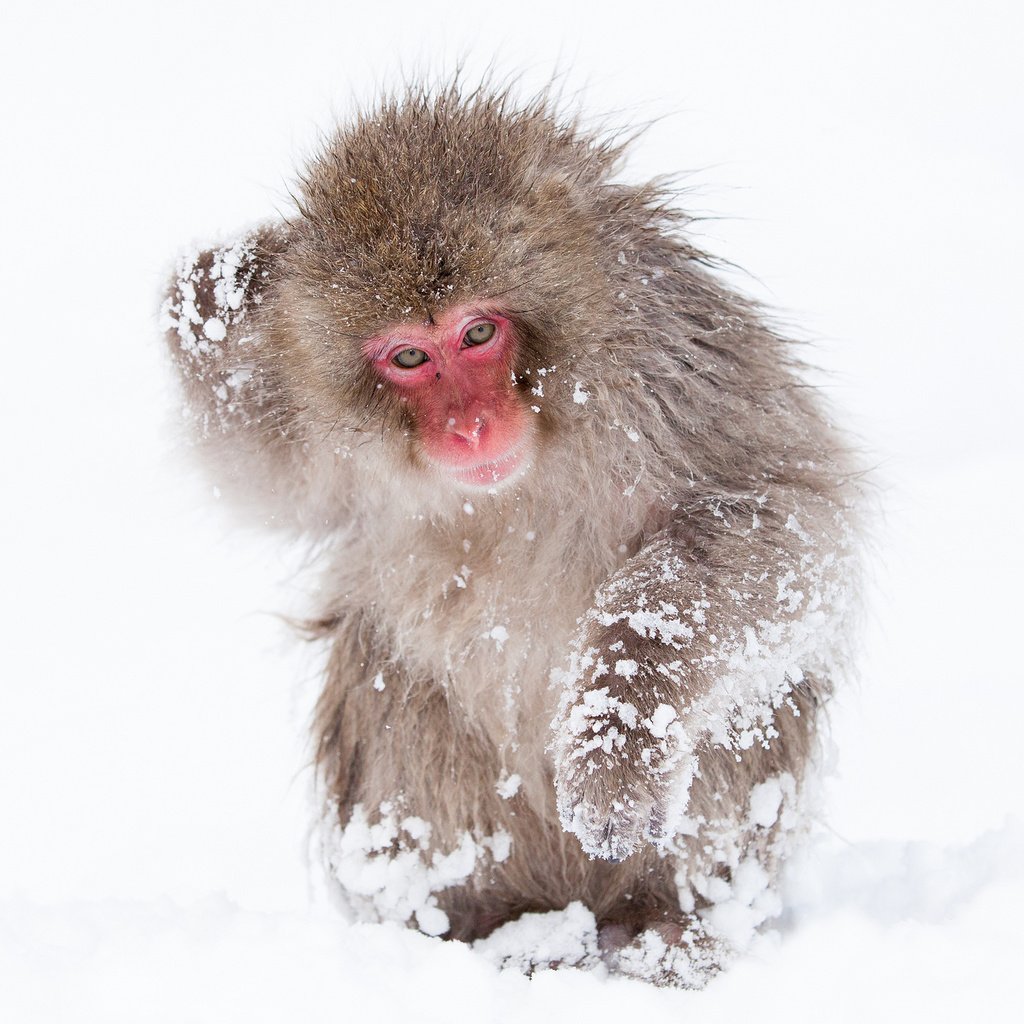 Обои снег, обезьяна, обезьянка, макака, японский макак, снежная обезьяна, snow, monkey, japanese macaques, a snow monkey разрешение 2048x1365 Загрузить