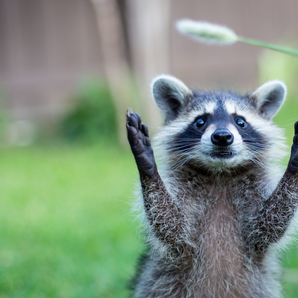 Обои природа, животное, енот, травинка, nature, animal, raccoon, a blade of grass разрешение 2048x1365 Загрузить