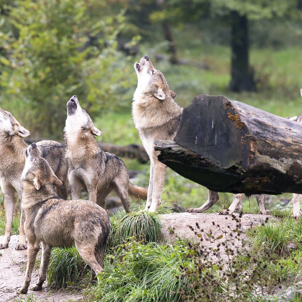 Обои лес, хищники, волки, стая, волк, вой, стая волков, forest, predators, wolves, pack, wolf, howl, a pack of wolves разрешение 1920x1280 Загрузить