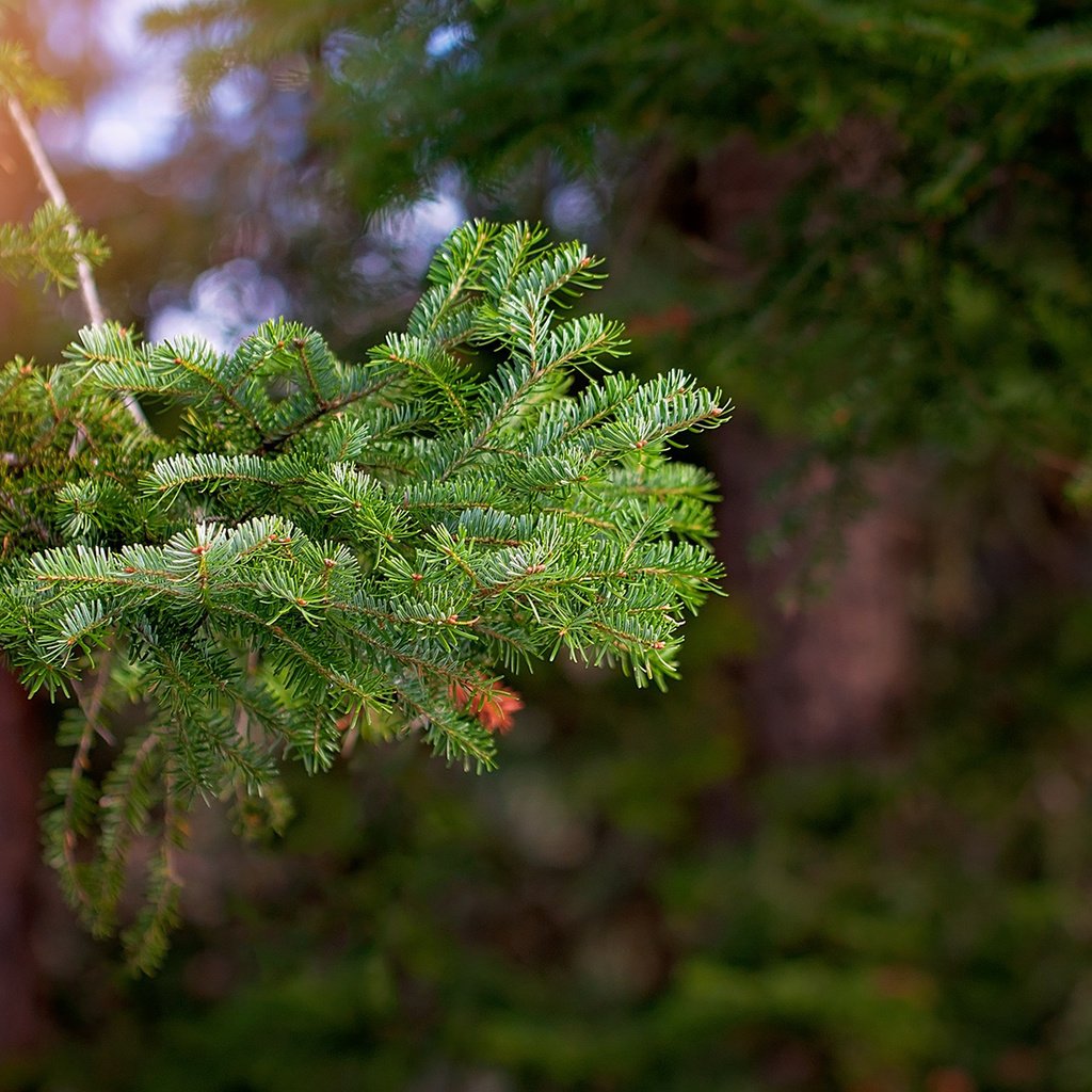 Обои ветка, дерево, хвоя, макро, ветви, ель, branch, tree, needles, macro, spruce разрешение 1920x1200 Загрузить