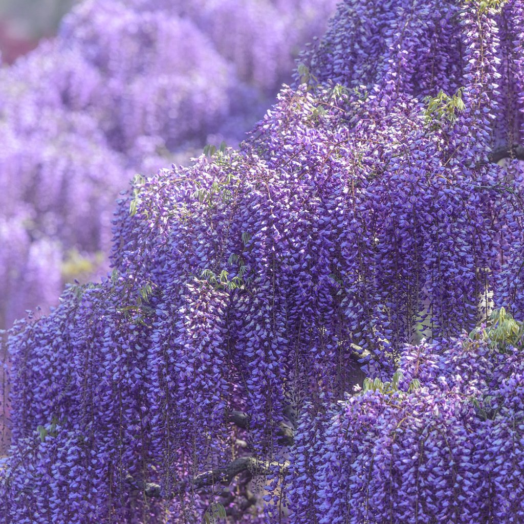 Обои цветы, цветение, весна, глициния, вистерия, flowers, flowering, spring, wisteria разрешение 1920x1200 Загрузить