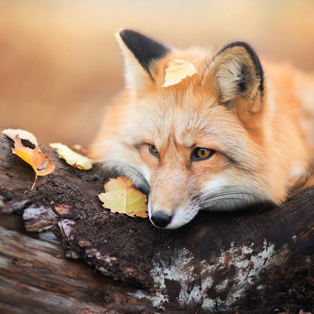 Обои дерево, листья, осень, лиса, хищник, лисица, tree, leaves, autumn, fox, predator разрешение 1920x1200 Загрузить