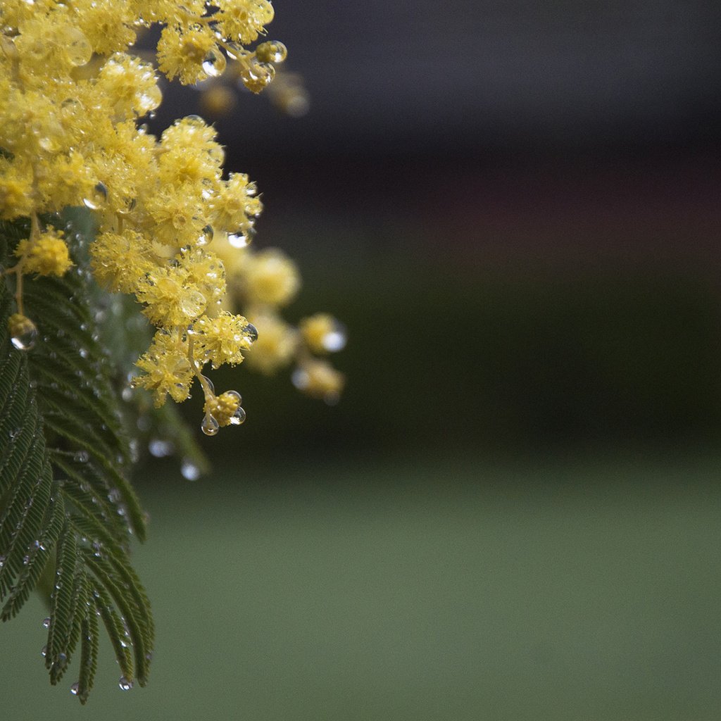 Обои цветы, ветка, листья, капли, весна, мимоза, акация серебристая, flowers, branch, leaves, drops, spring, mimosa, acacia silver разрешение 1920x1200 Загрузить