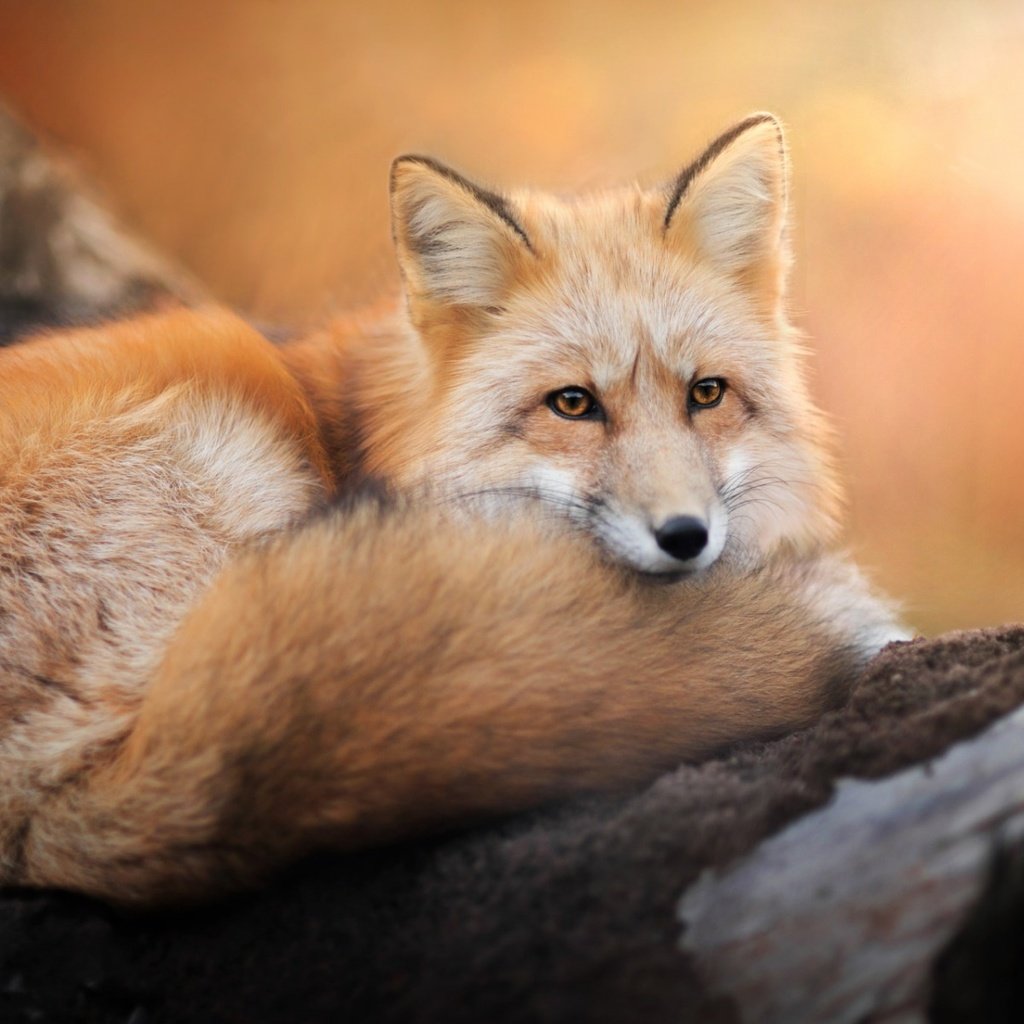 Обои взгляд, лиса, хищник, лисица, хвост, look, fox, predator, tail разрешение 1920x1200 Загрузить