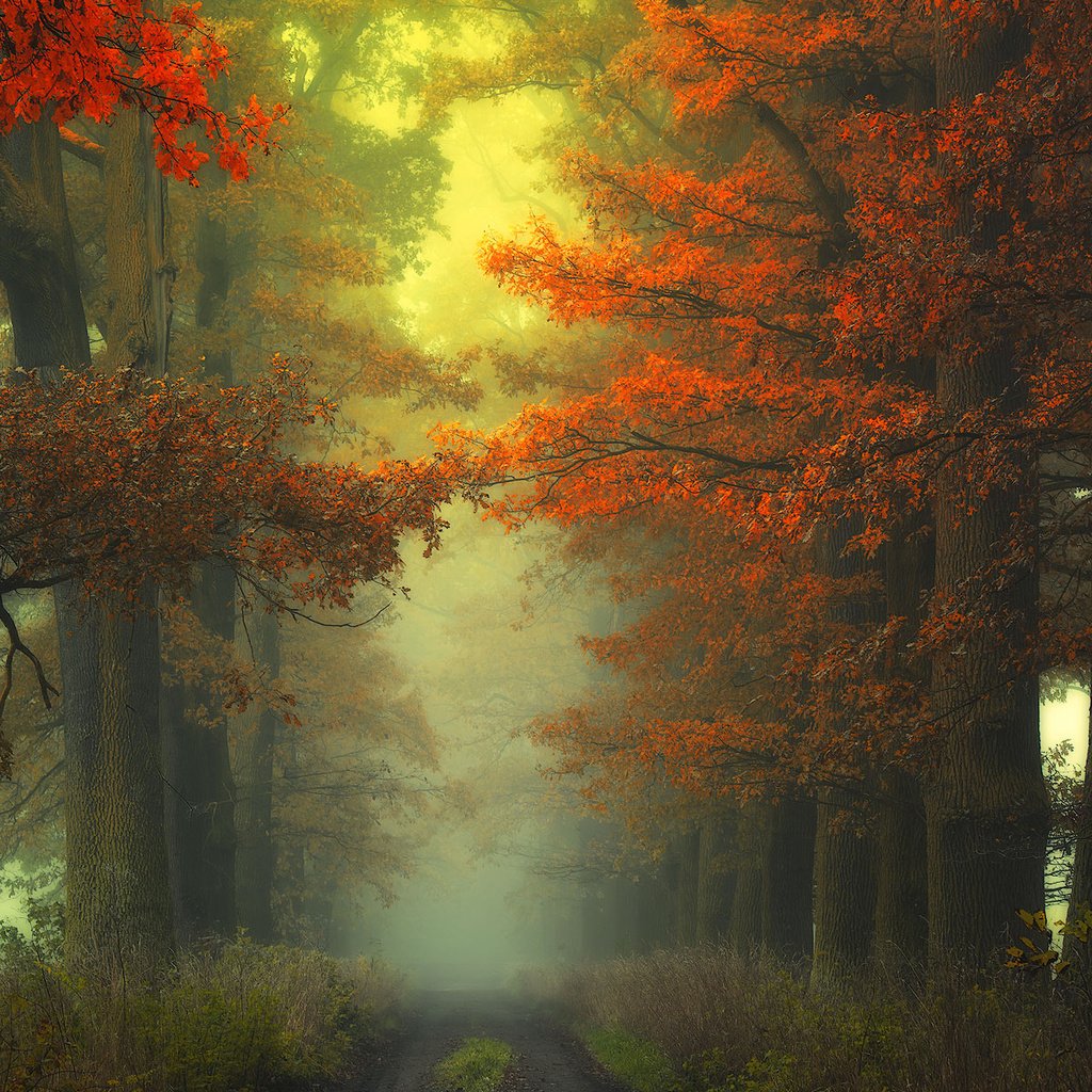 Обои дорога, деревья, природа, лес, туман, осень, road, trees, nature, forest, fog, autumn разрешение 1920x1200 Загрузить