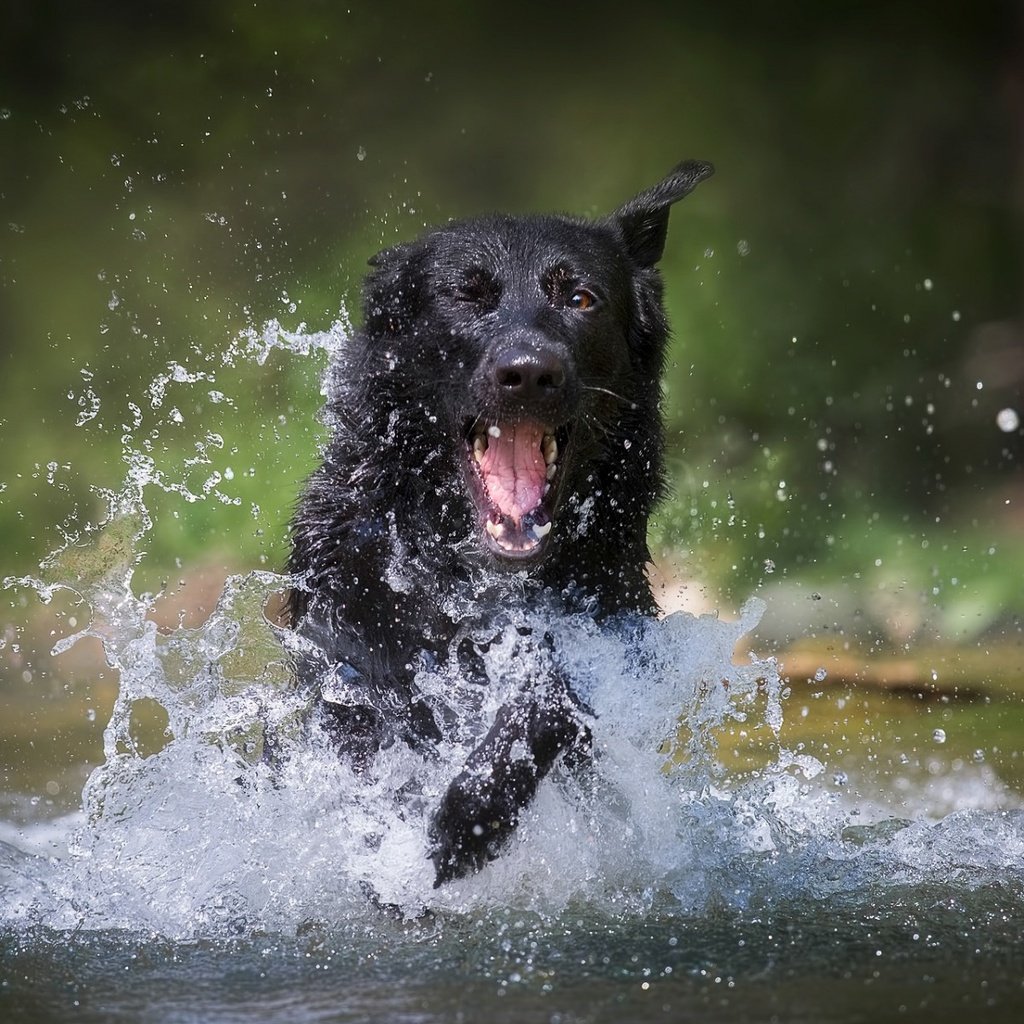 Обои вода, собака, брызги, немецкая овчарка, water, dog, squirt, german shepherd разрешение 1920x1200 Загрузить