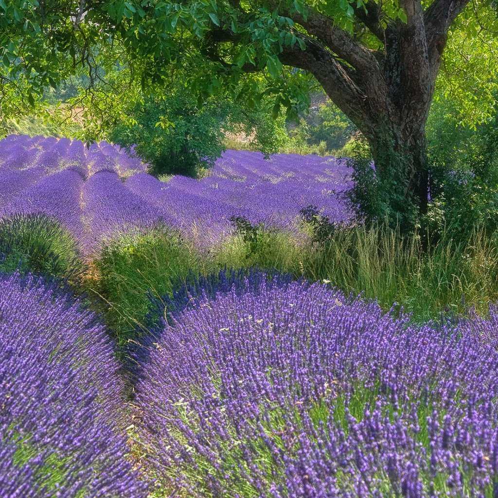 Обои цветы, дерево, поле, лаванда, flowers, tree, field, lavender разрешение 1920x1200 Загрузить